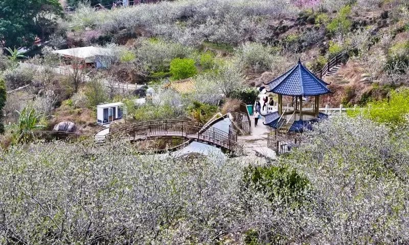 紫金快評(píng) | 借“賞花游”激活紫金文旅新動(dòng)能